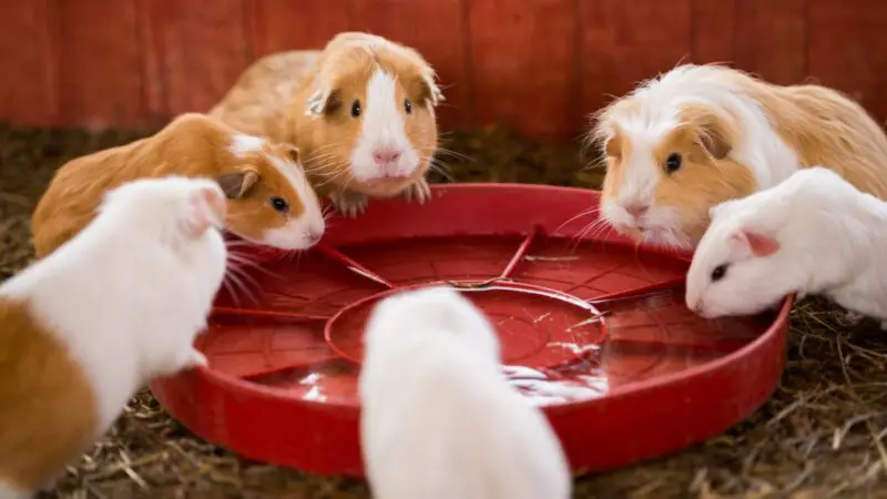 More Information About Water and Guinea Pigs