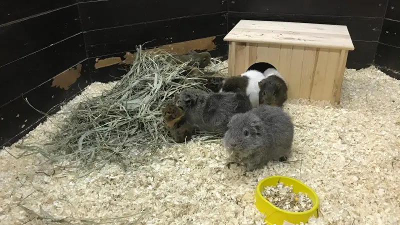 Multi or Single-Guinea Pig Use