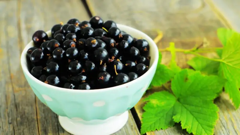 Nutrition Facts of Blackcurrants