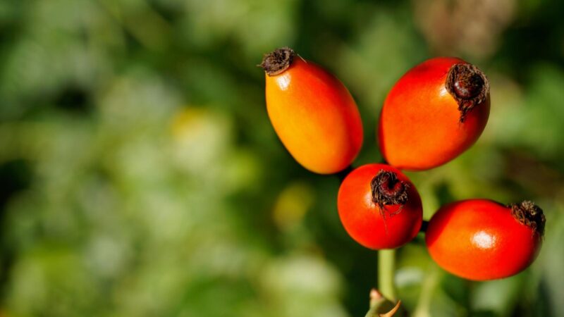 Nutrition Facts of Rose Hip