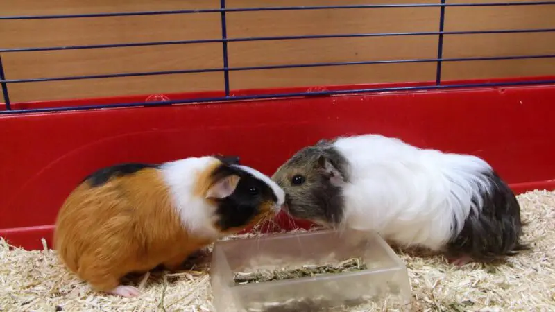 Physical and Psychological Benefits of a Larger Guinea Pig Cage