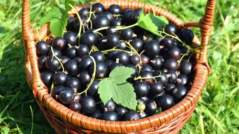 Quick Facts on Blackcurrants
