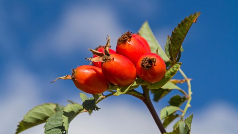 Quick and Fun Facts About Rose Hip