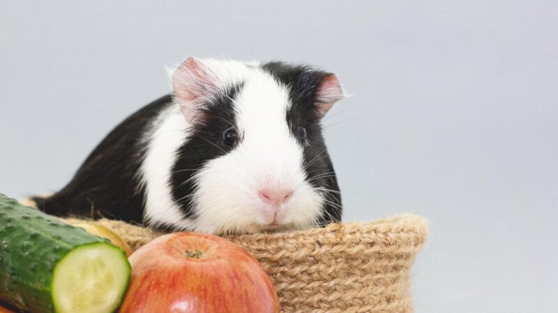 Scurvy Prevention in Guinea Pigs