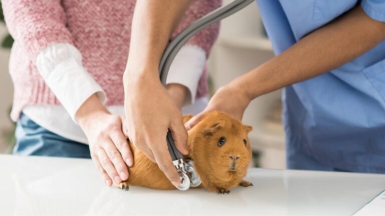 Picture of Guinea Pigs Scurvy | Vitamin C Deficiency in Guinea Pig (Symptoms and ...