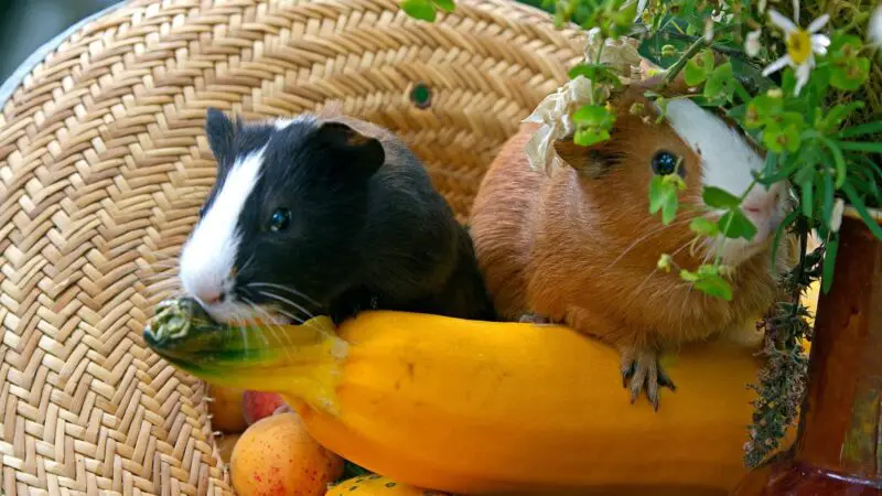 Scurvy Treatment in Guinea Pigs