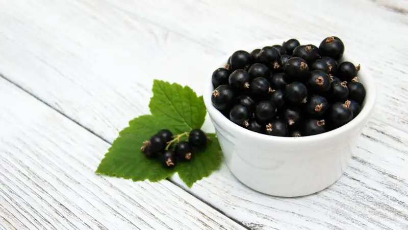 Serving Size, Frequency, and Preparation of Blackcurrants for Guinea Pig