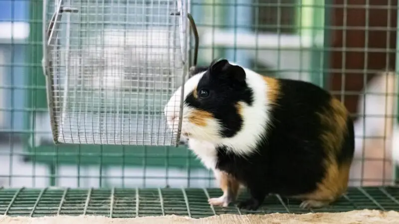 The Importance of The Big Guinea Pig Cage