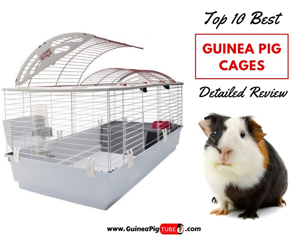 Top 10 Best Guinea Pig Cages in 2019