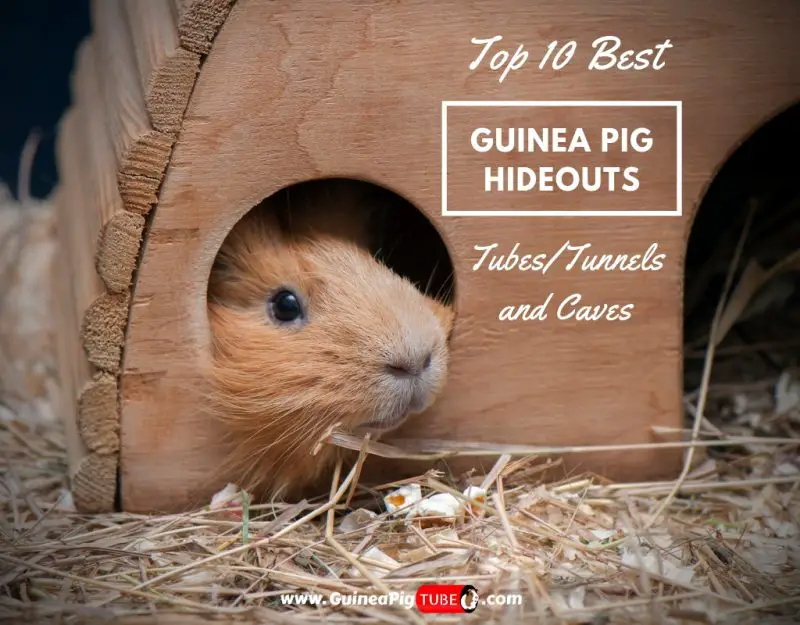 Top 10 Best Guinea Pig Hideouts (TubesTunnels and Caves)