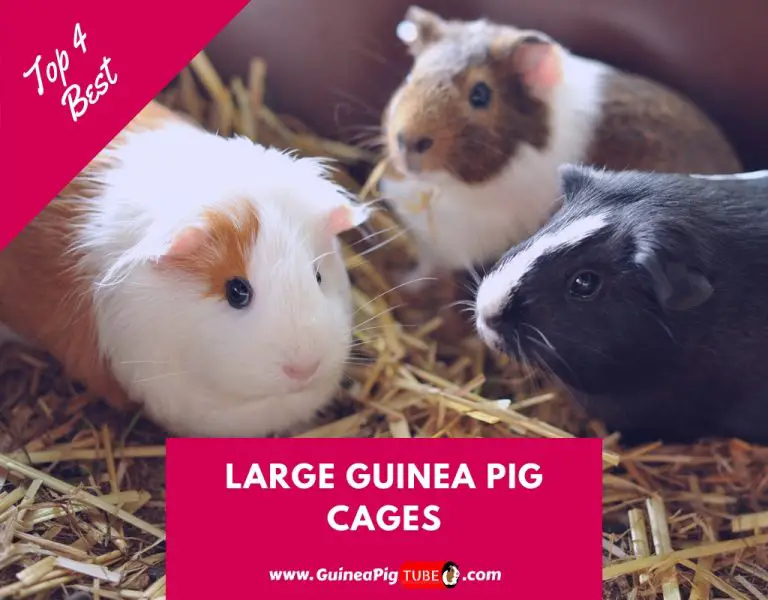 Top 4 Best Large Guinea Pig Cages to Buy in 2020 Guinea Pig Tube