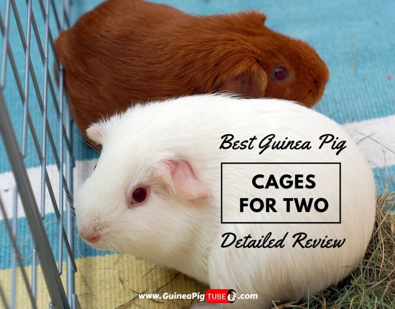 Top 5 Best Guinea Pig Cages for 2 in 2019 - Detailed Review