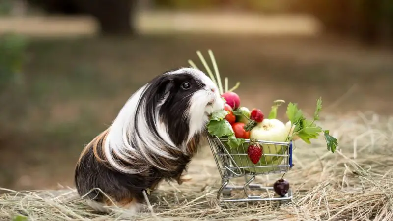 Vitamin C Supplements vs. Vitamin C-Rich Food for Guinea Pigs