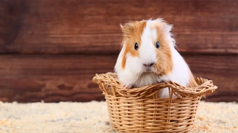 What Are the Ideal Environmental Conditions for Your Guinea Pig