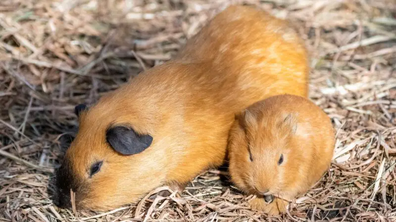 What Are the Signs of Guinea Pig Illnesses