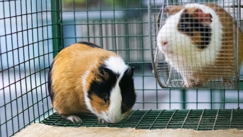 What Are the Types of Guinea Pig Cages