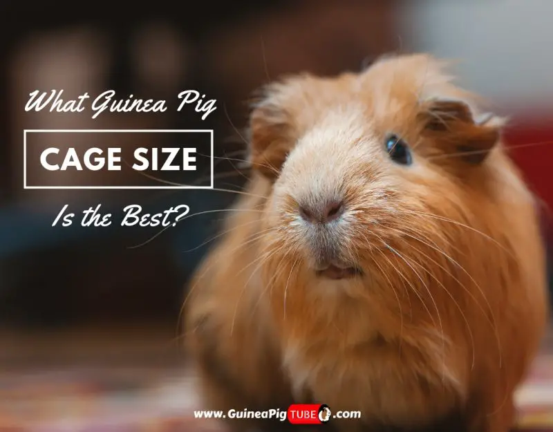 What Guinea Pig Cage Size Is the Best (Proper Accommodation)