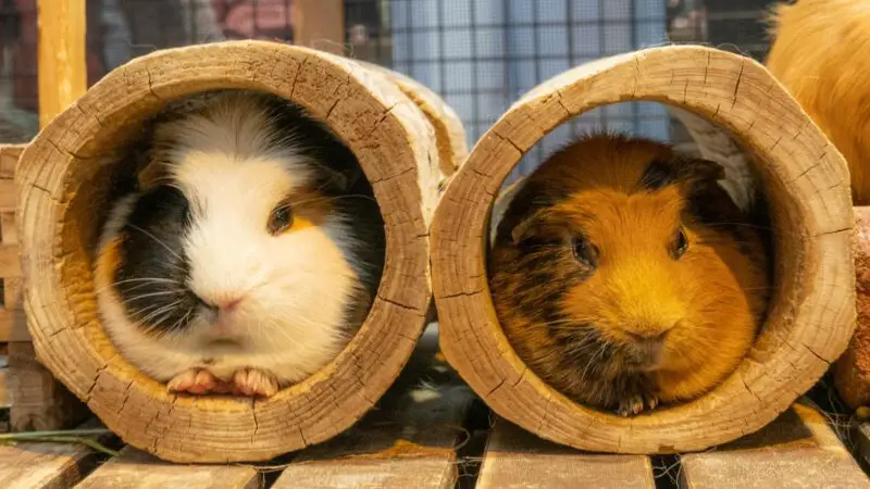 What Is Advantage of Buying More than One Guinea Pig