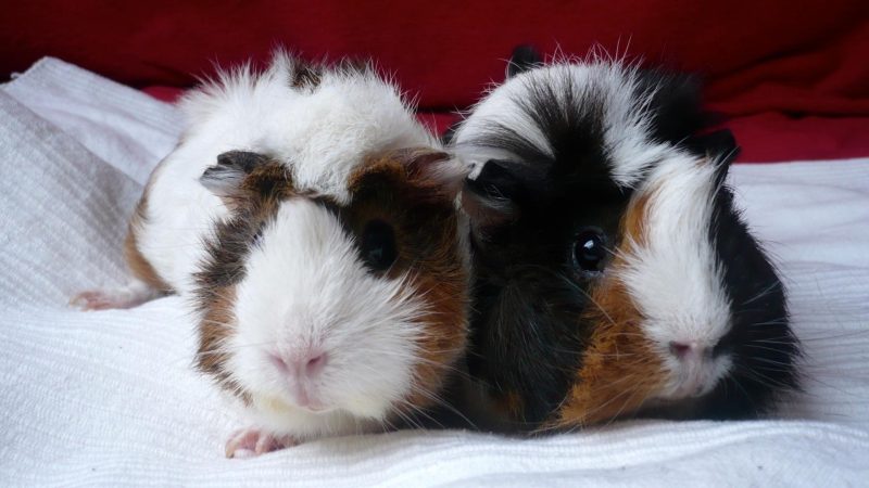 What Is a Guinea Pig’s Temperature Tolerance