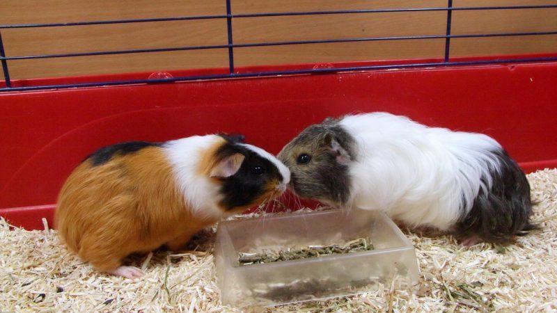 What Is the Perfect Size for Guinea Pig Cages for 2