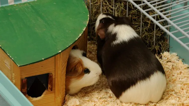 What Tools Can Be Used to Clean the Cage