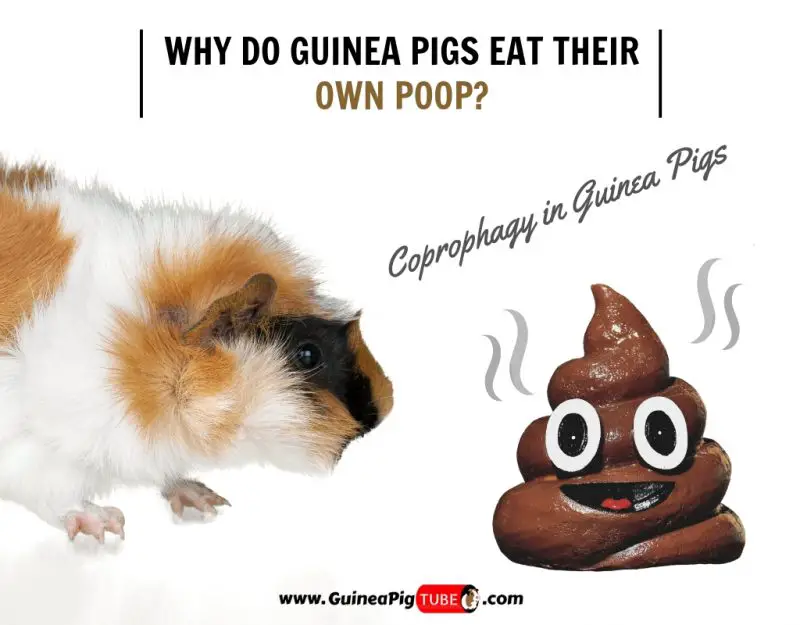 Why Do Guinea Pigs Eat Their Own Poop? (Coprophagy) Guinea Pig Tube