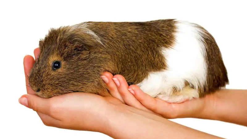 Why Do Guinea Pigs Have Grease Glands