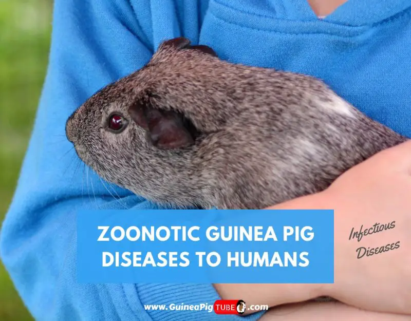 Zoonotic Guinea Pig Diseases to Humans (Infectious Diseases)