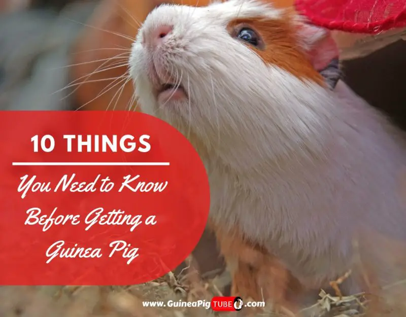 10 Things You Need to Know Before Getting a Guinea Pig