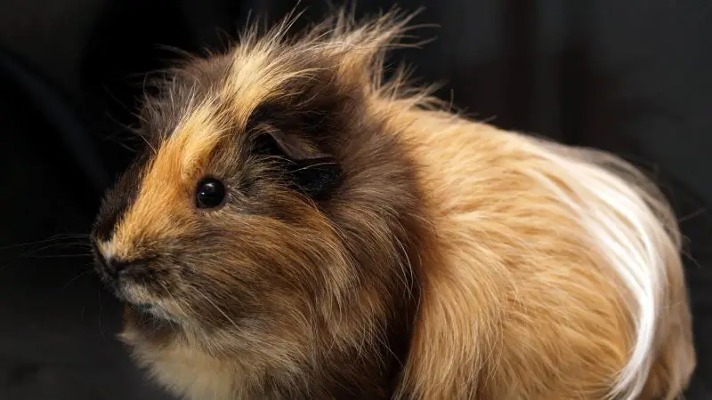 Are Guinea Pigs Loud At Night