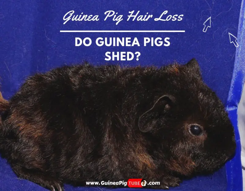 Guinea Pig Hair Loss – Do Guinea Pigs Shed.