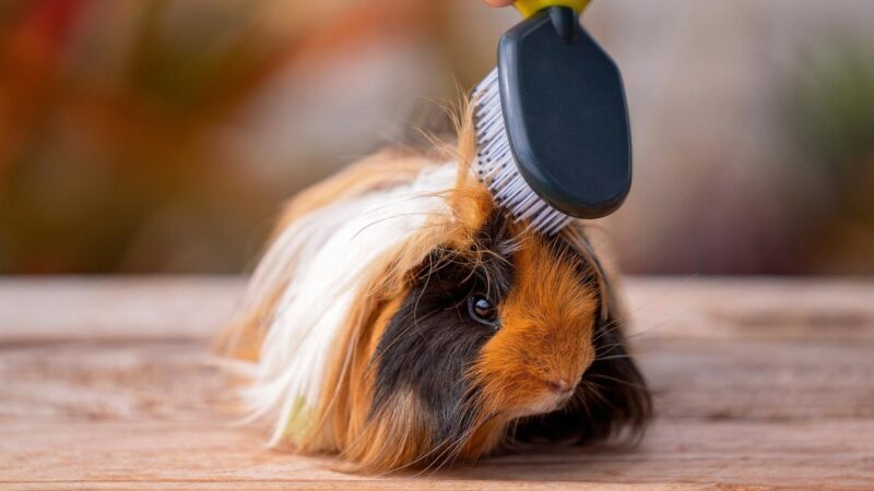 How to Manage Guinea Pig Hair Loss