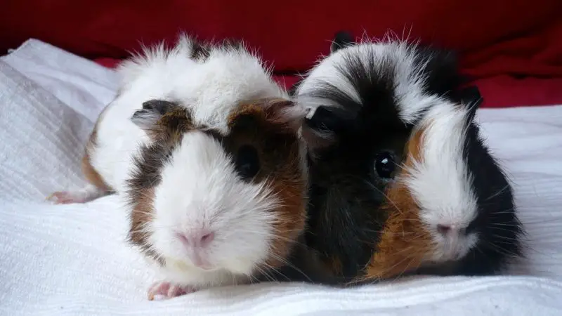 How to Prevent Guinea Pigs From Fighting