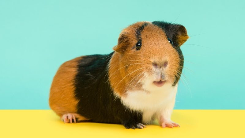 Loneliness's Negative Effects on Guinea Pigs