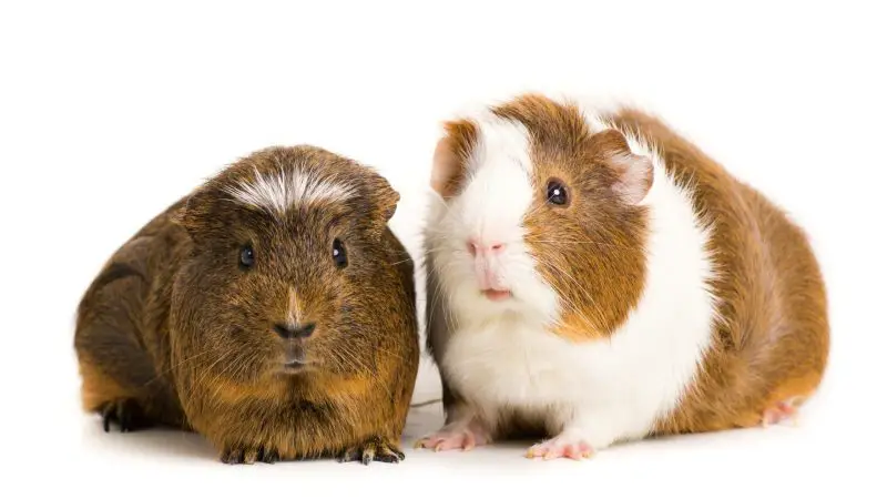 Male vs. Female Guinea Pigs