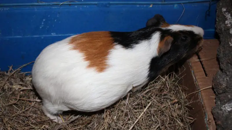 Pregnant Guinea Pigs and Aggressive Behavior