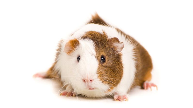 Signs Of Depression And Loneliness In Guinea Pigs