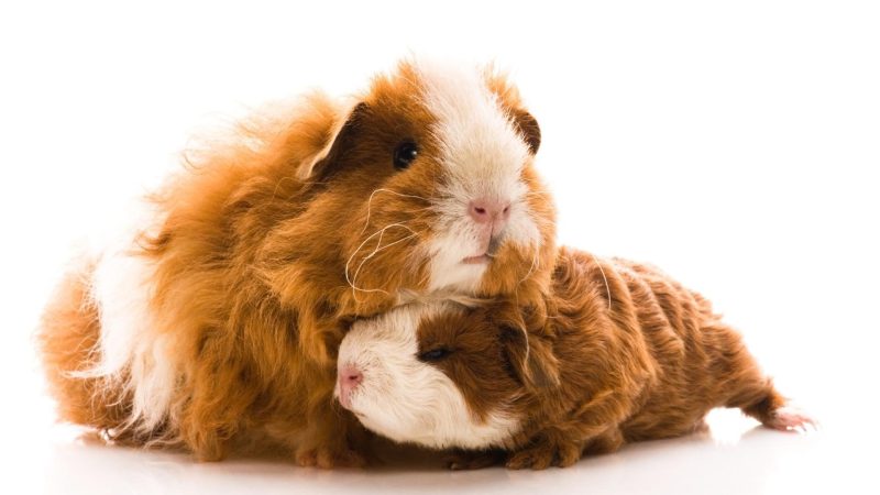 The Guinea Pigs' Reasons for Fighting