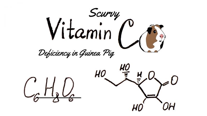 Vitamin C Deficiency in Guinea Pigs