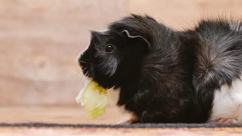 Are Cabbages Bad for Guinea Pigs
