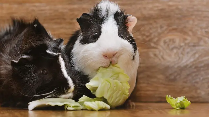 Are Cabbages Safe for Guinea Pigs