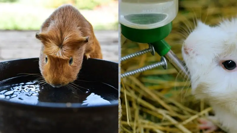 Bowl vs. Water Bottle