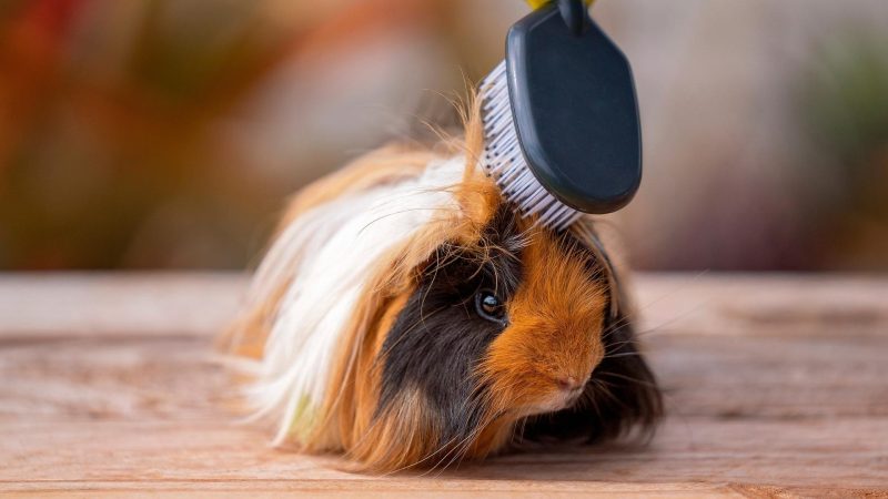 Can You Comb or Brush the Guinea Pig While You Pet It