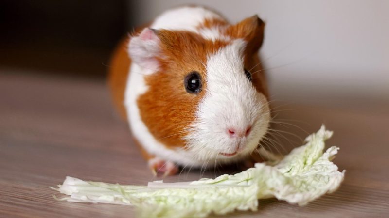 Can guinea pigs eat cabbage leaves