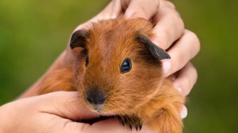 Do Guinea Pigs Make Certain Sounds When You Pet Them