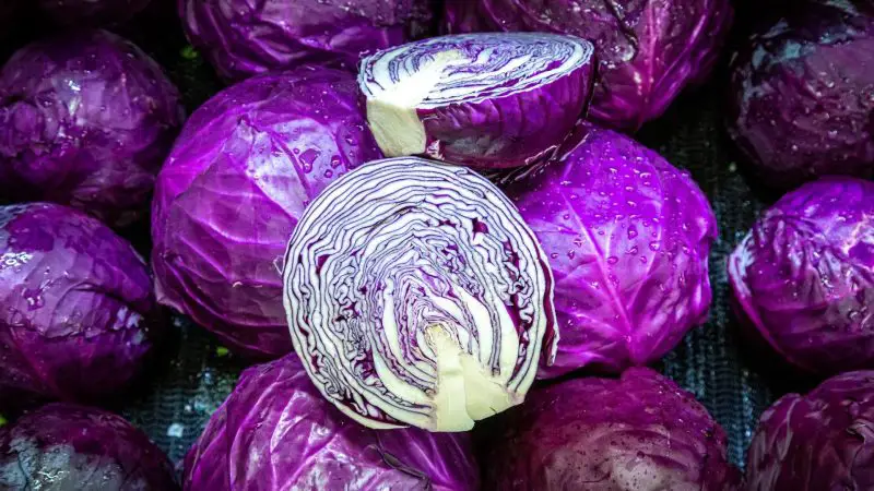 Is Red Cabbage Good for Guinea Pigs