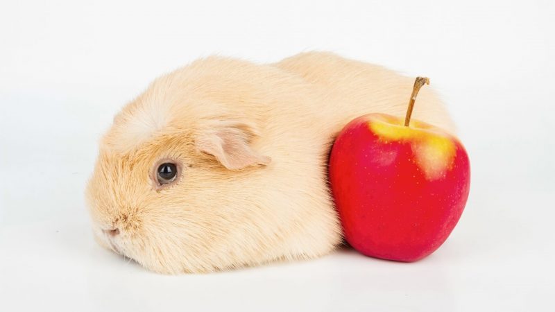 Snelle feiten over appels en cavia's