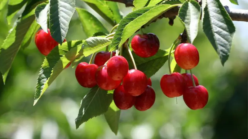 Quick Facts on Cherries
