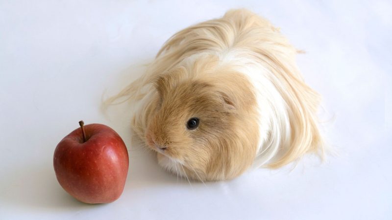 Risiken bei der Fütterung von Meerschweinchen mit Äpfeln