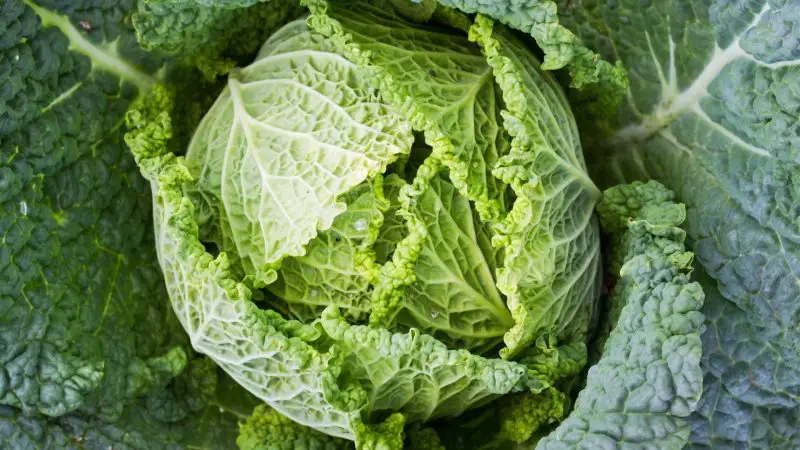 Savoy Cabbage